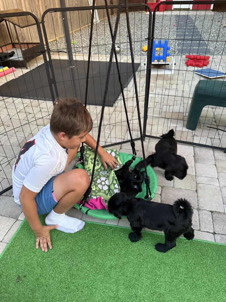 A boy playing with two puppies on a saucer swing in the yard