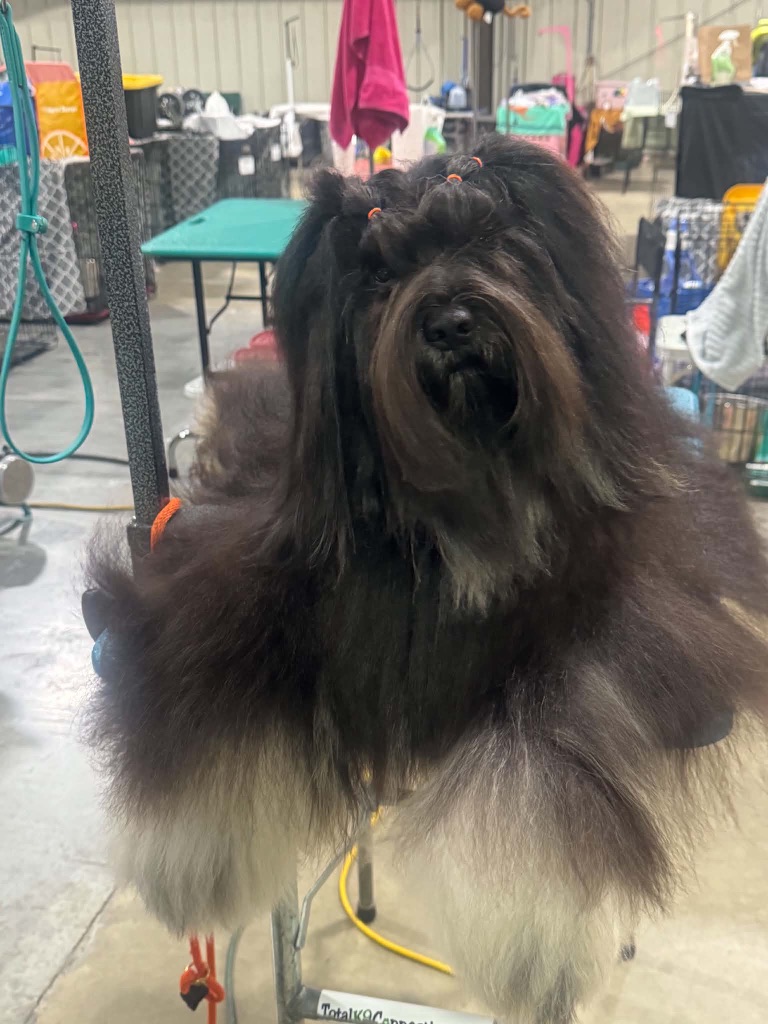 Elliott on the grooming table with his topknot banded