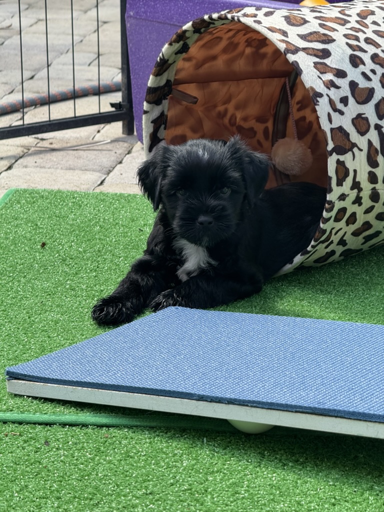 A black RockSteady One puppy resting at the mouth of a leopard-print tunnel