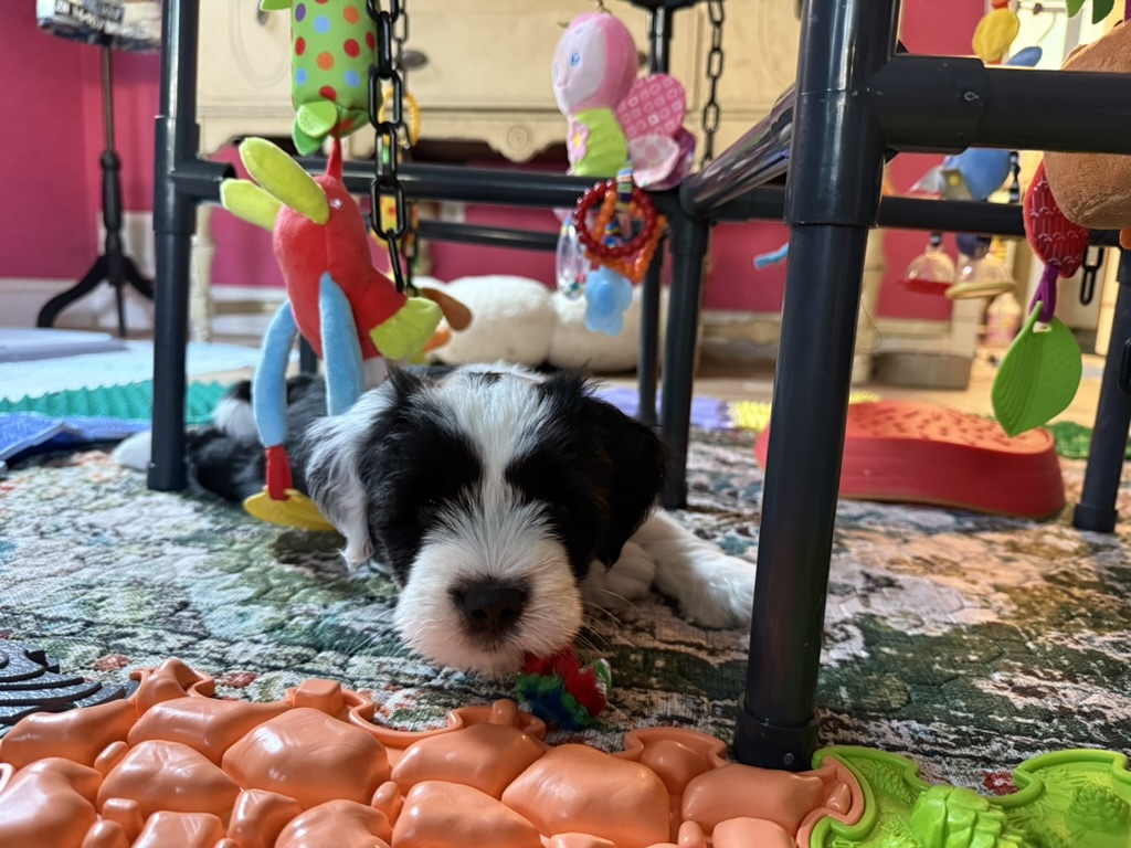 A RockSteady One puppy resting under a play gym surrounded by toys