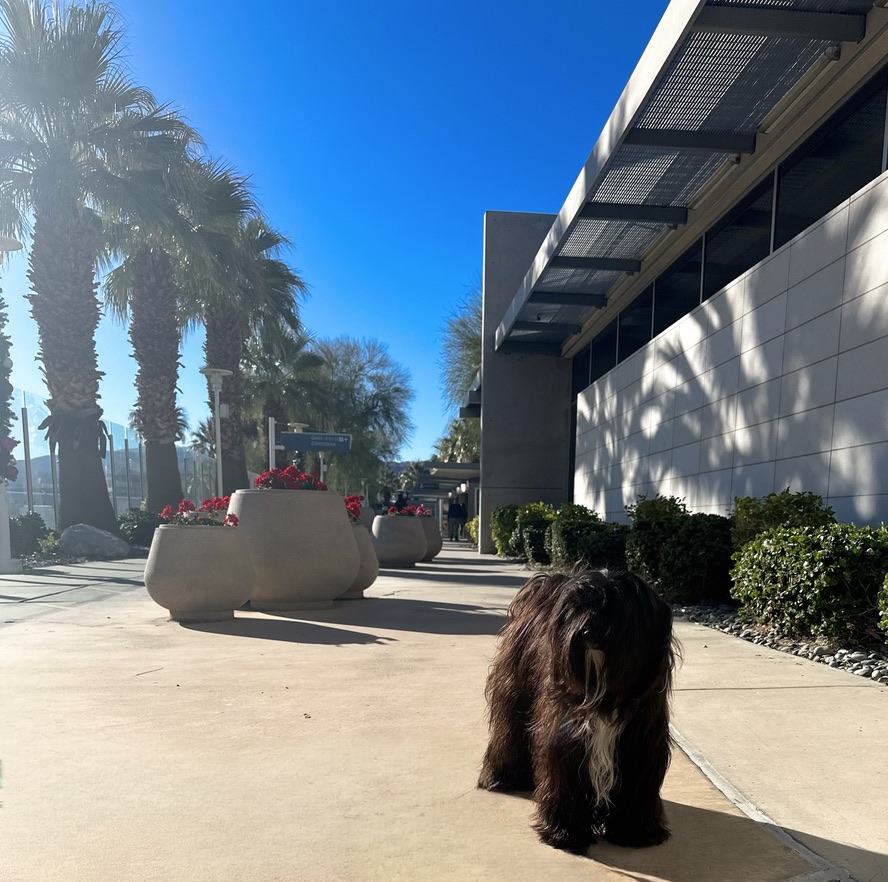 A dog out on a sunny palm-lined walkway