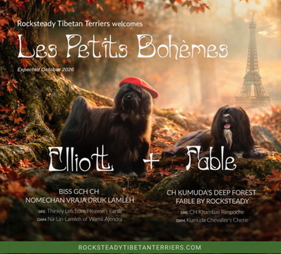 Les Petits Bohèmes litter announcement featuring Elliott and Fable