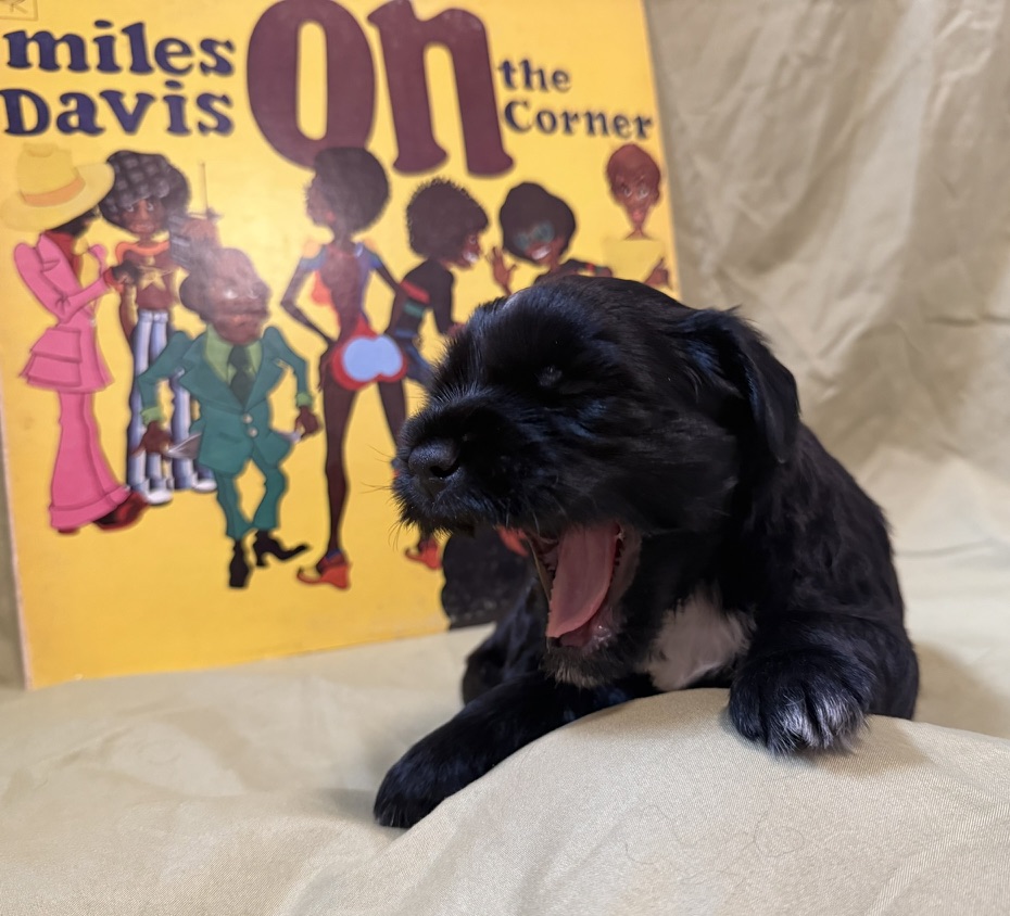 A black RockSteady One puppy yawning in front of a Miles Davis On the Corner record