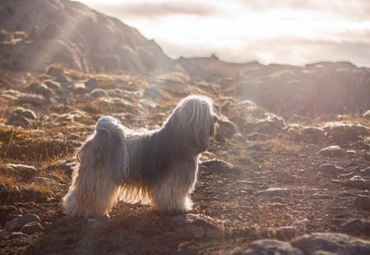 A Tibetan Terrier standing on a rocky hillside in golden backlight