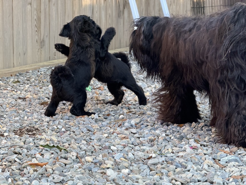 Puppies playing on gravel beside their mother in the yard