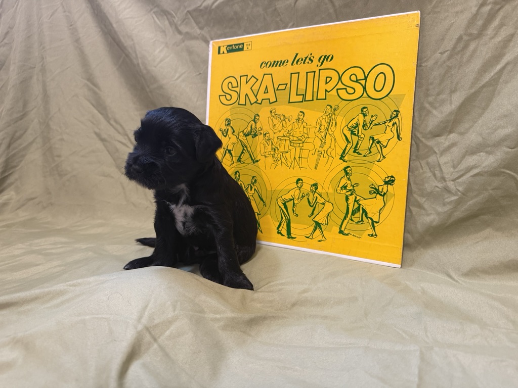 A black RockSteady One puppy sitting beside a Ska-Lipso record
