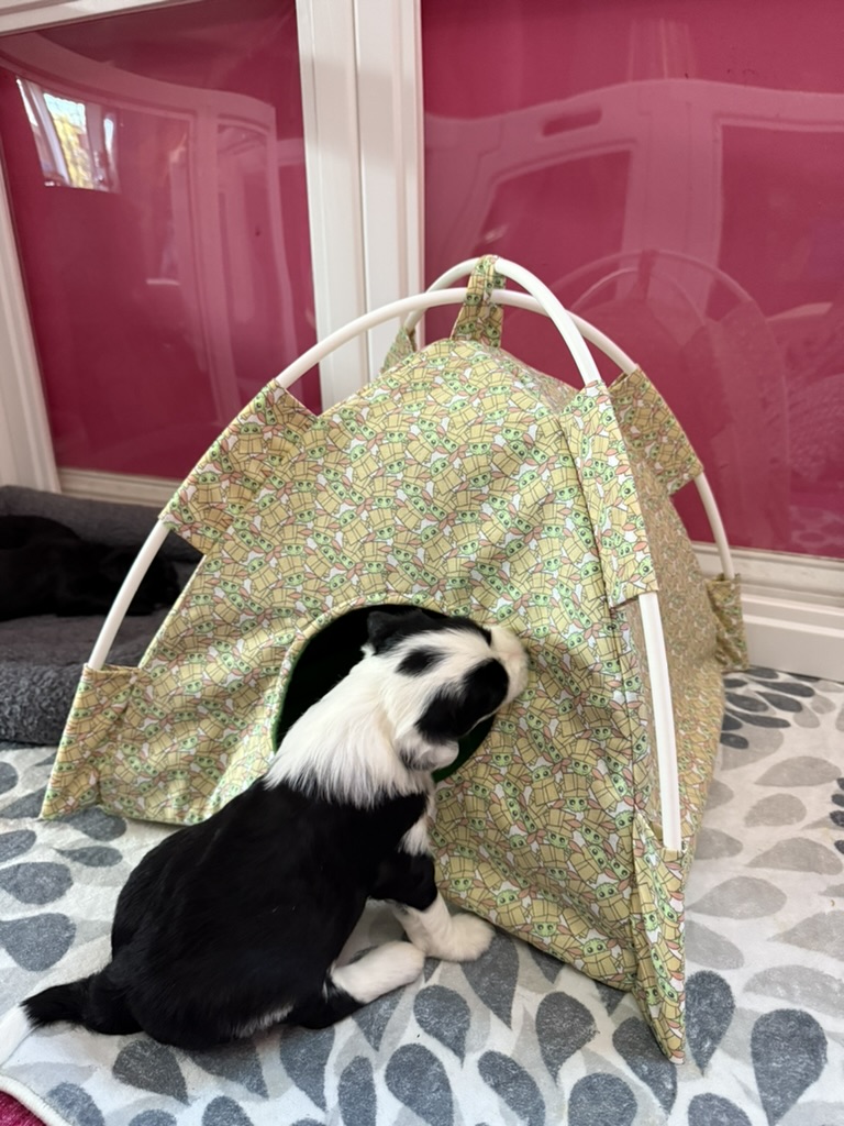 A young woman sitting beside a puppy resting in its playpen