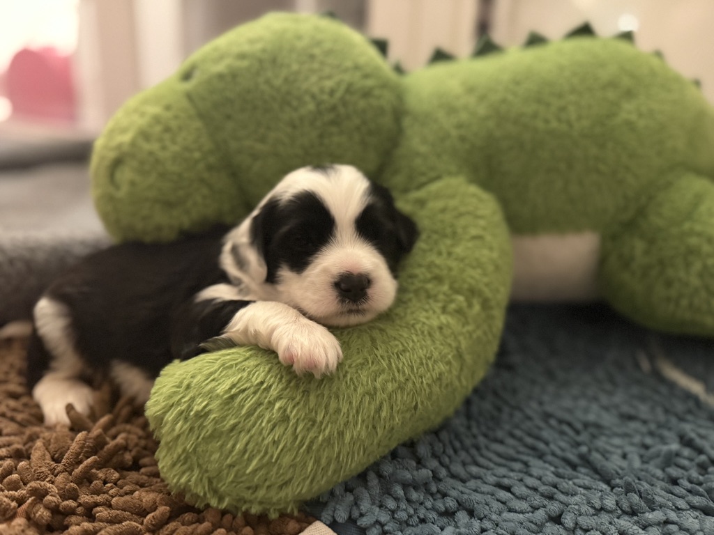 A black and white RockSteady One puppy asleep on a green plush toy