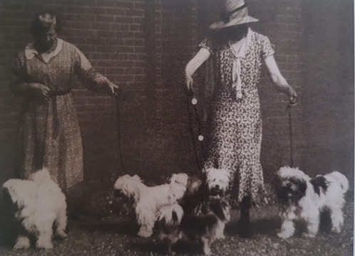 Mrs. Greig and Dr. Greig standing with four Tibetan Terriers on lead