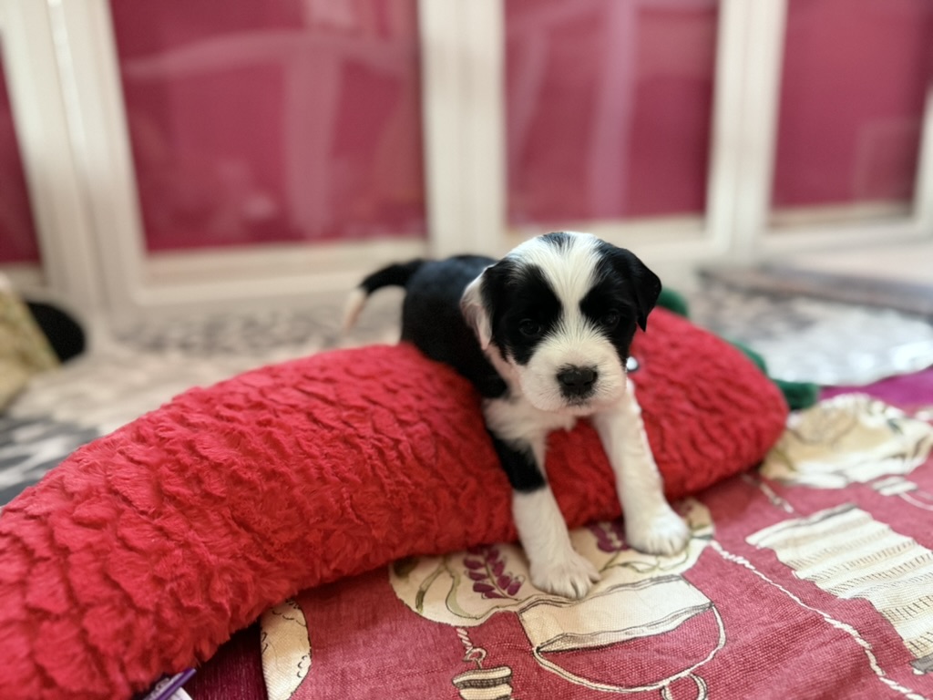 A black and white RockSteady One puppy draped over a red plush toy
