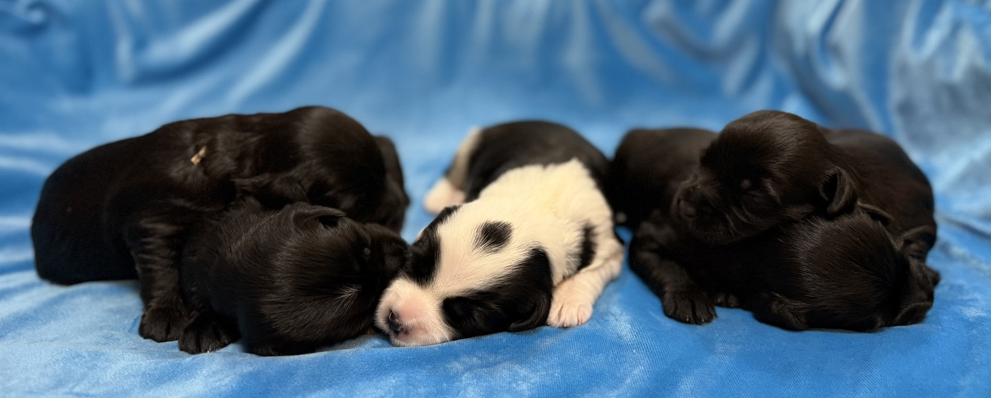 The newborn RockSteady One puppies sleeping together on a blue blanket