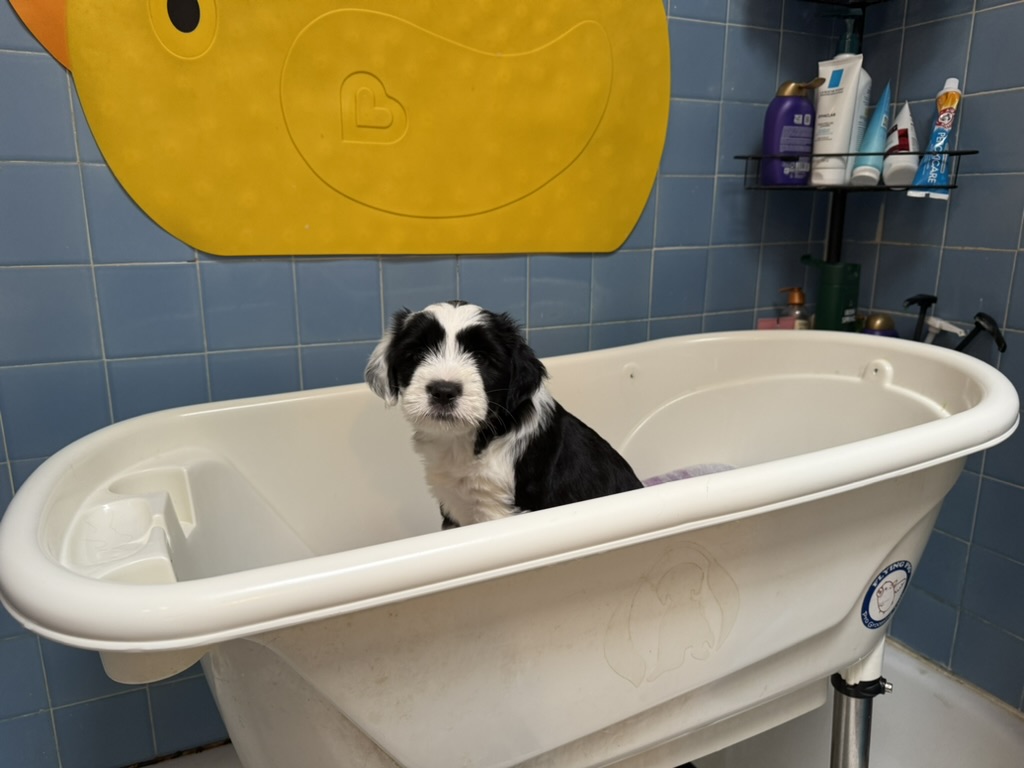 A puppy sitting calmly in a baby bathtub during bath time