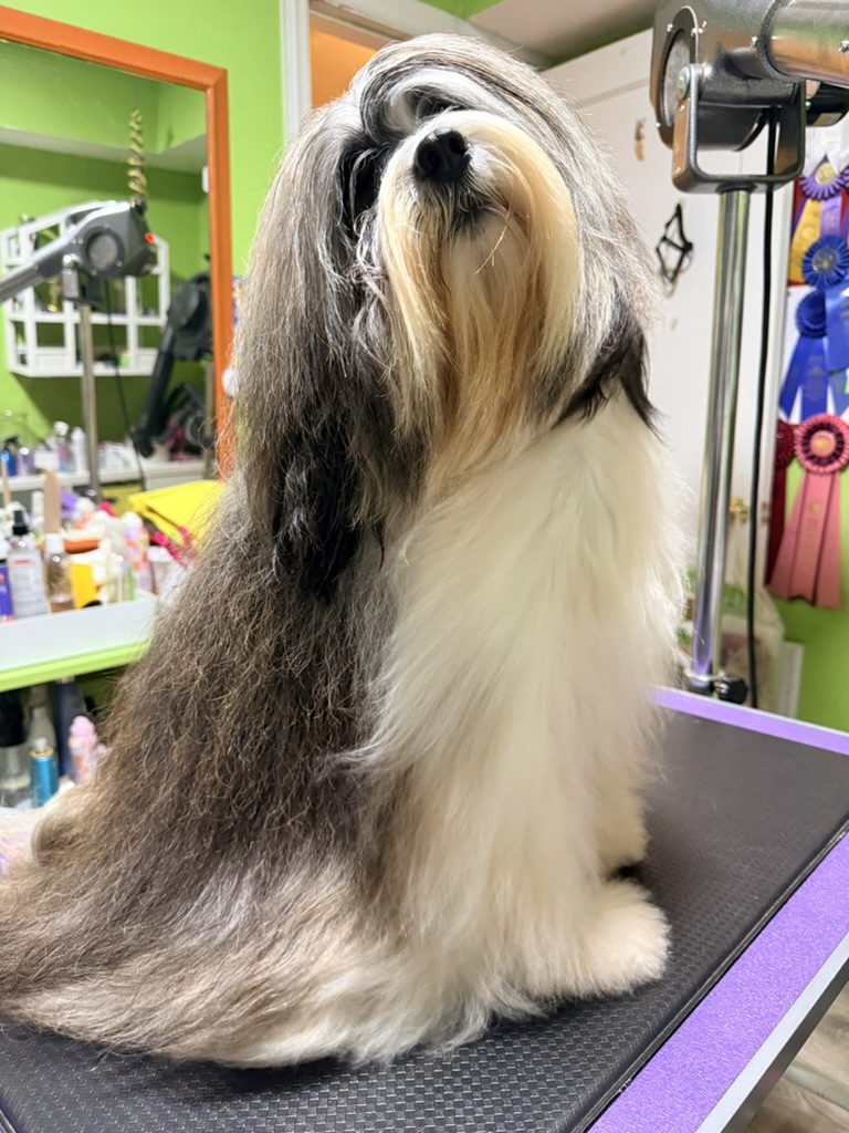 Folly on the grooming table