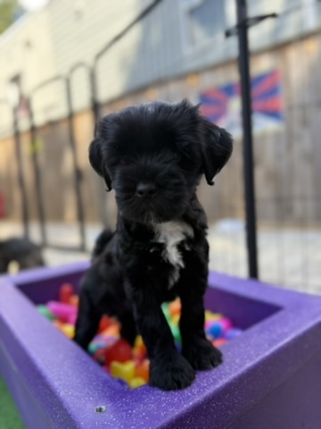 A puppy sitting in a purple ball pit full of colorful toys
