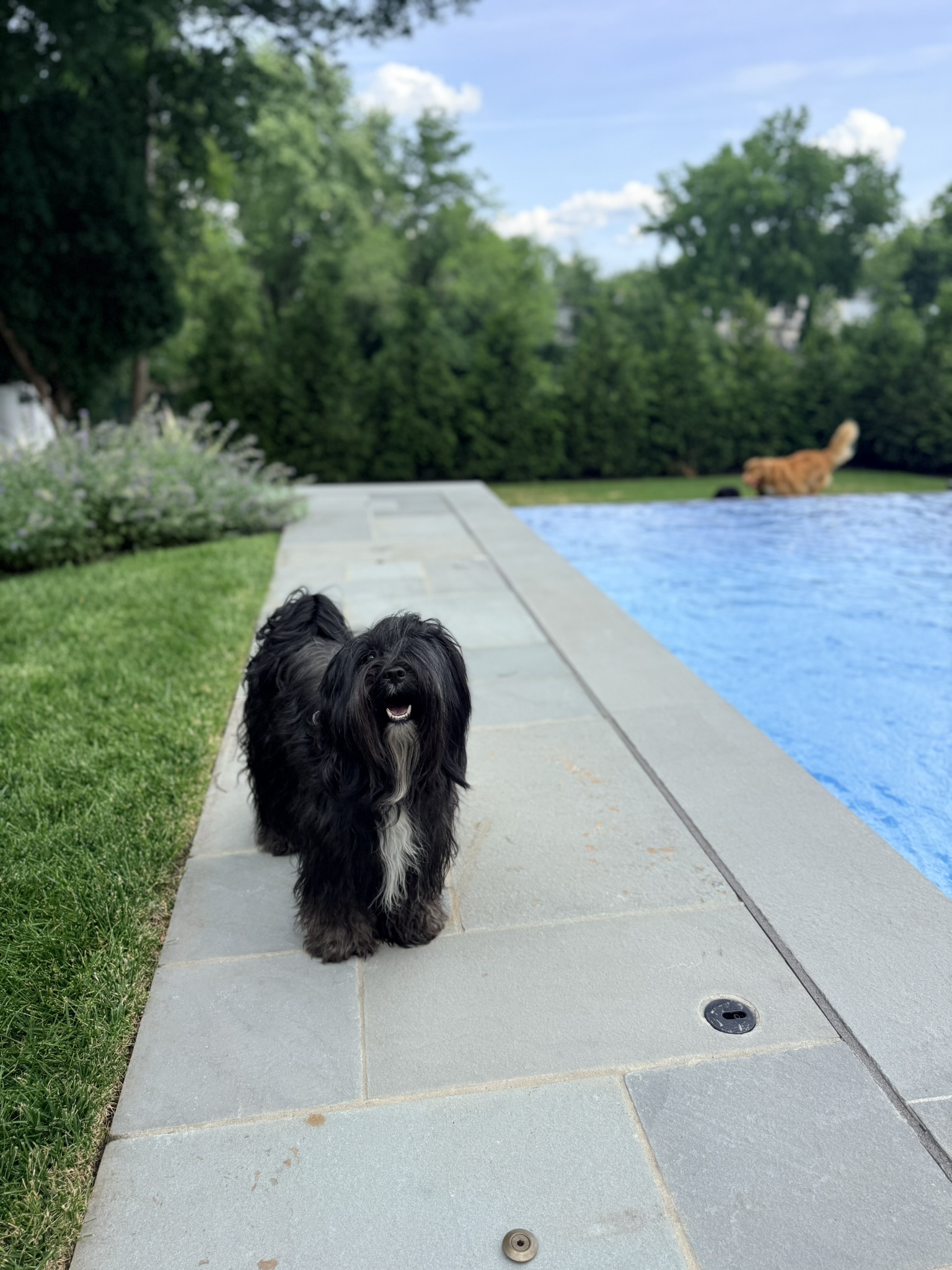 A dog standing on a pool deck with another dog in the background