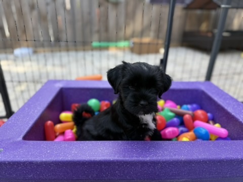 A black RockSteady One puppy sitting in a purple ball pit