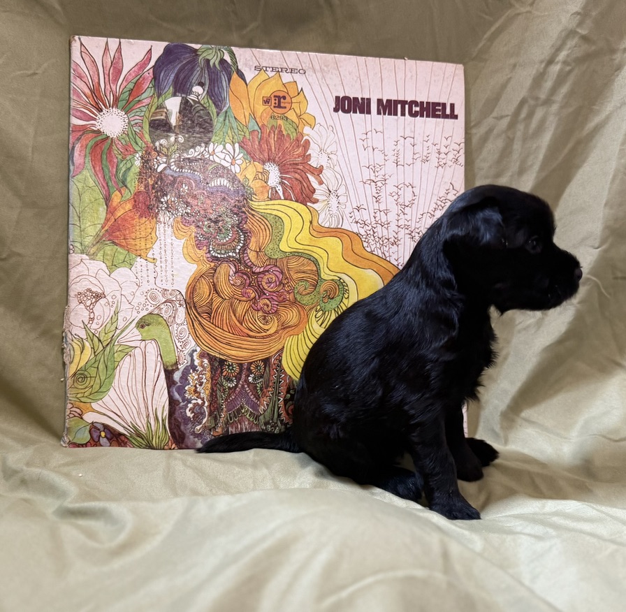 A black puppy posed beside a Joni Mitchell record album