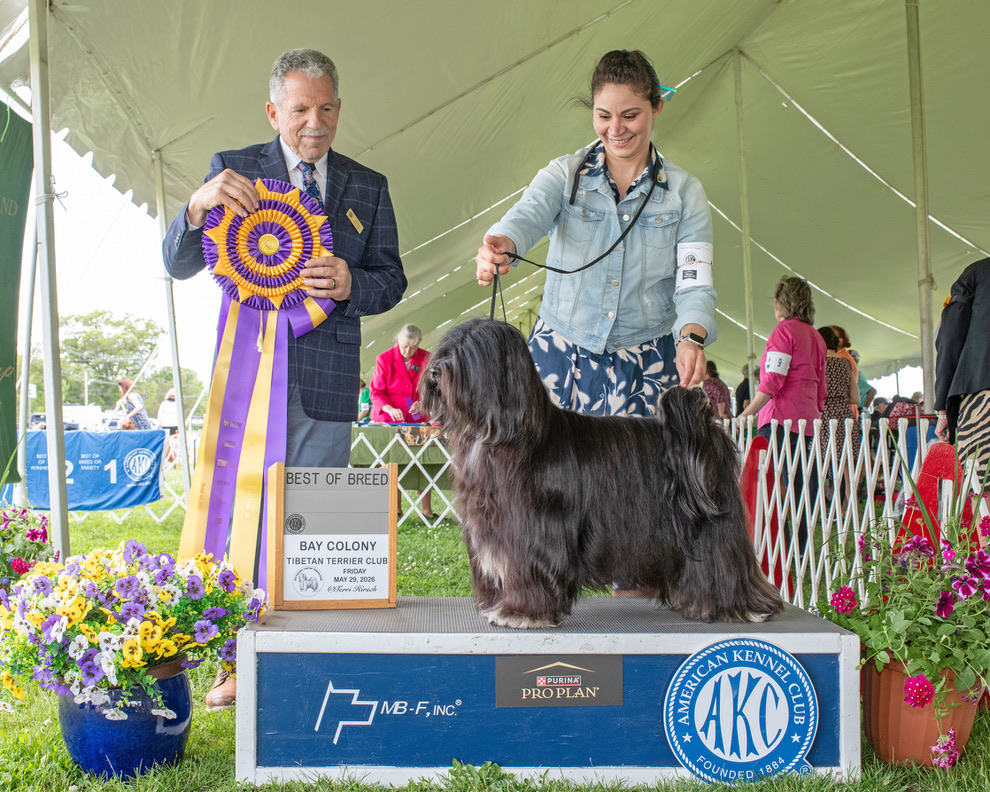 Elliott winning Best of Breed at the Bay Colony Tibetan Terrier Club specialty in Wrentham, MA
