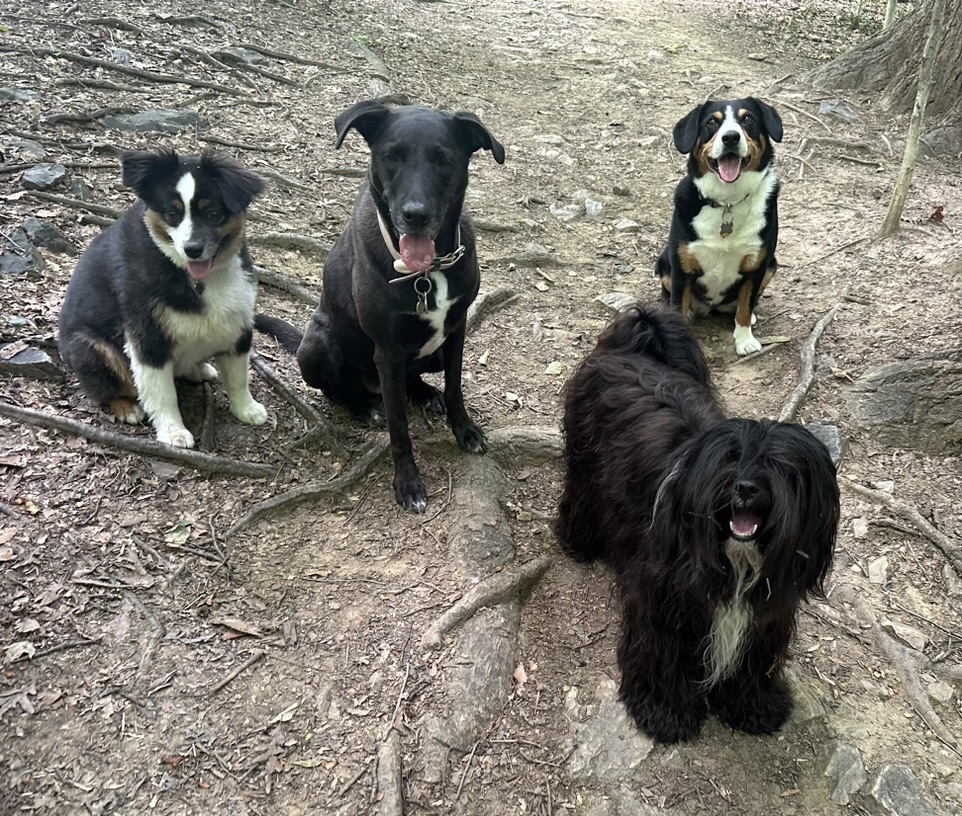 Fable out on the trail with her pack