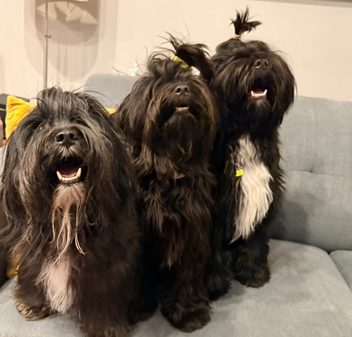 Fable with her daughter Toots and son Zurek on the couch
