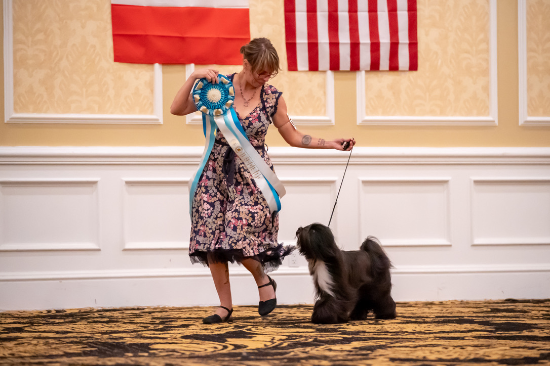 Fable in the ring at the TTCA National Specialty Parade of Champions