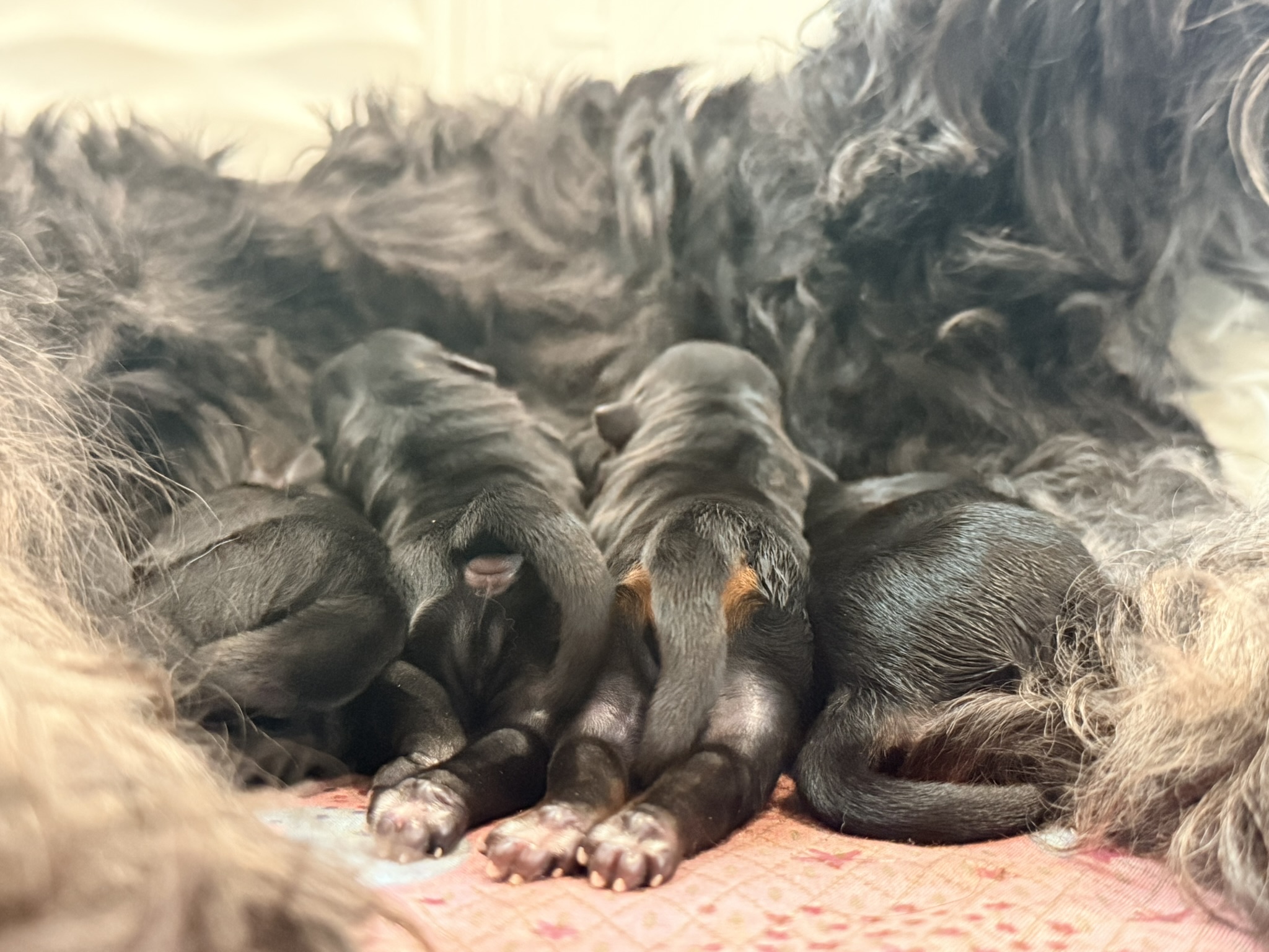 A Les Petits Bohèmes puppy