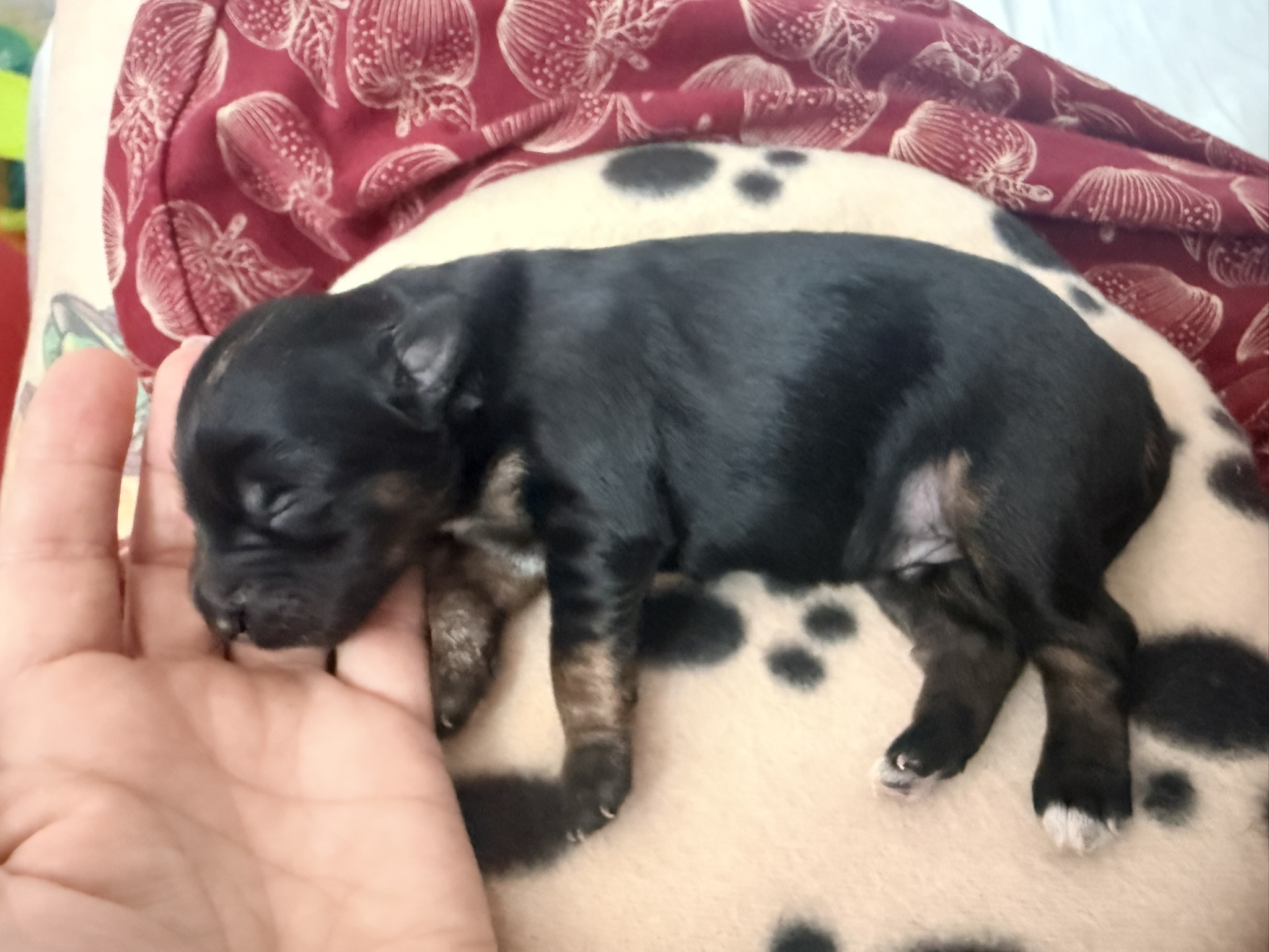 A Les Petits Bohèmes puppy