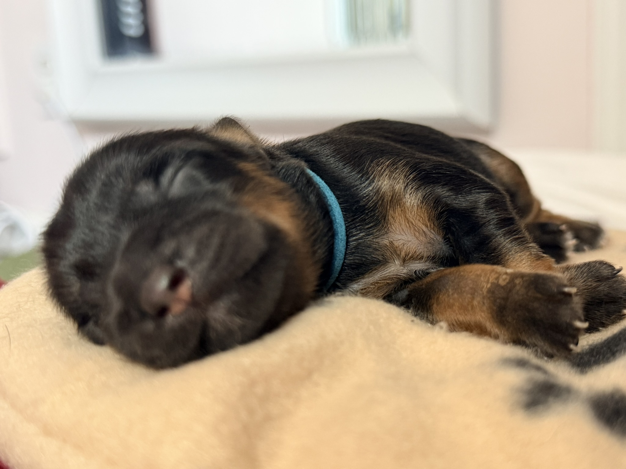 A Les Petits Bohèmes puppy