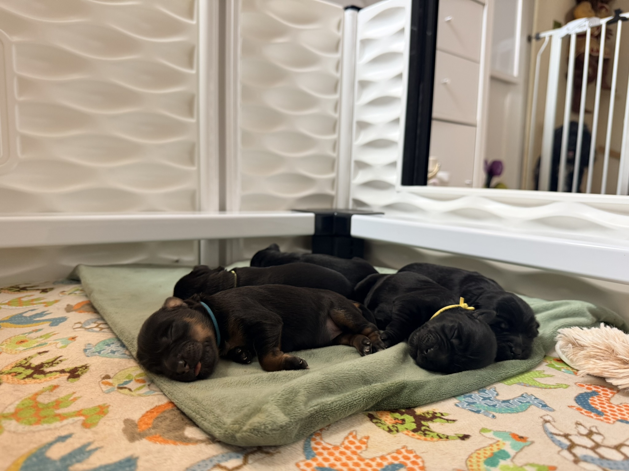 A Les Petits Bohèmes puppy
