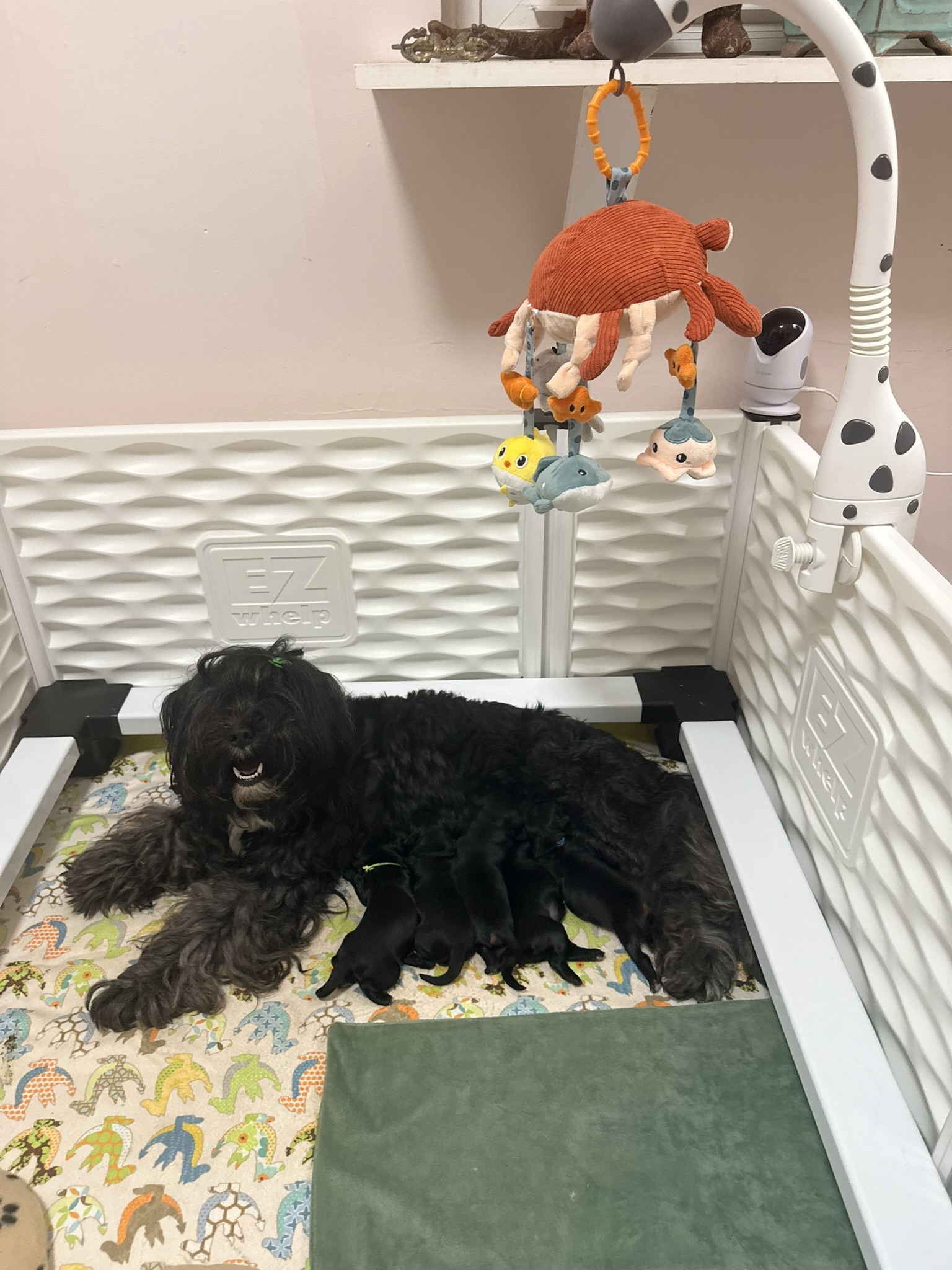 A Les Petits Bohèmes puppy
