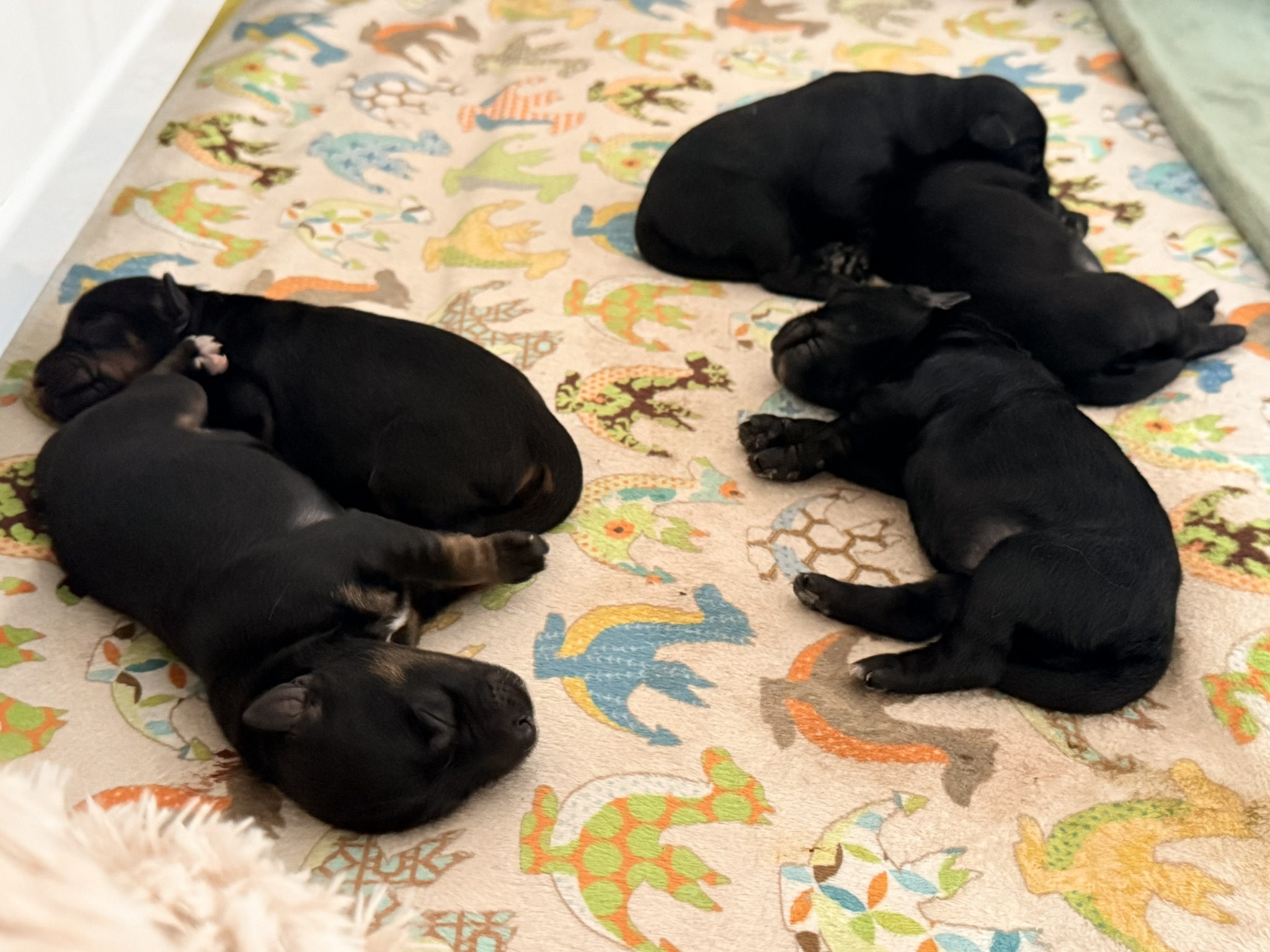 A Les Petits Bohèmes puppy