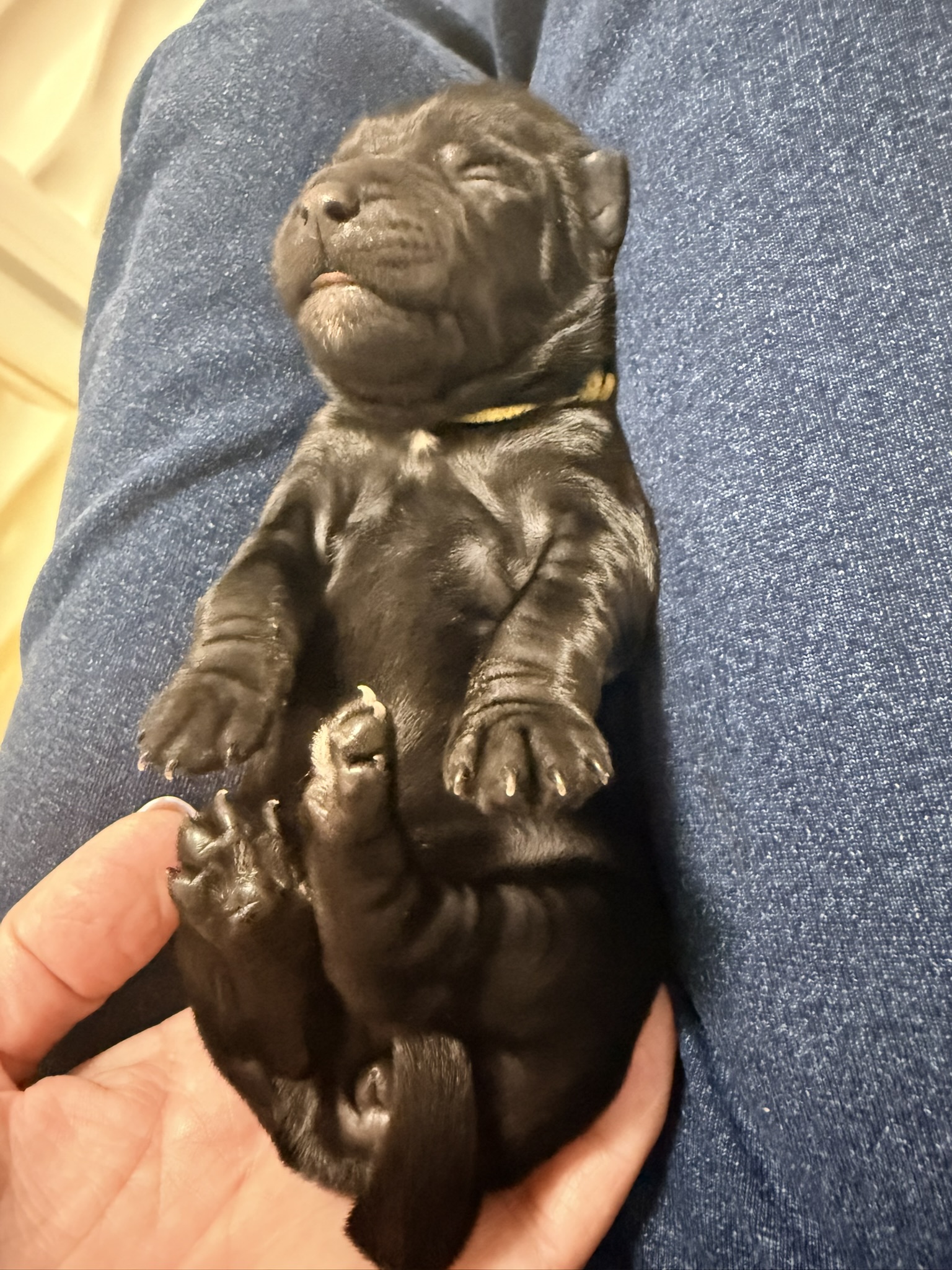 A Les Petits Bohèmes puppy