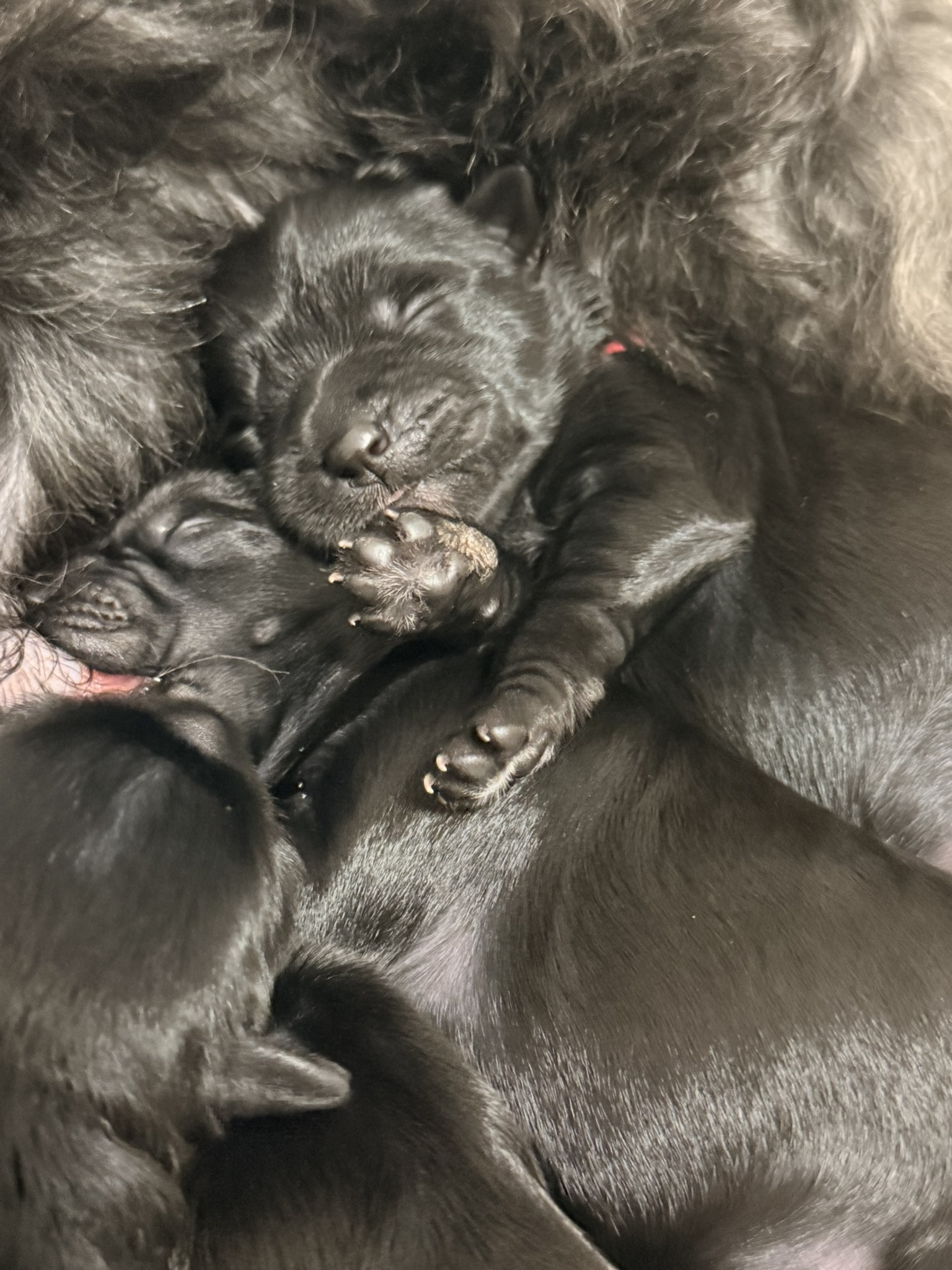 A Les Petits Bohèmes puppy