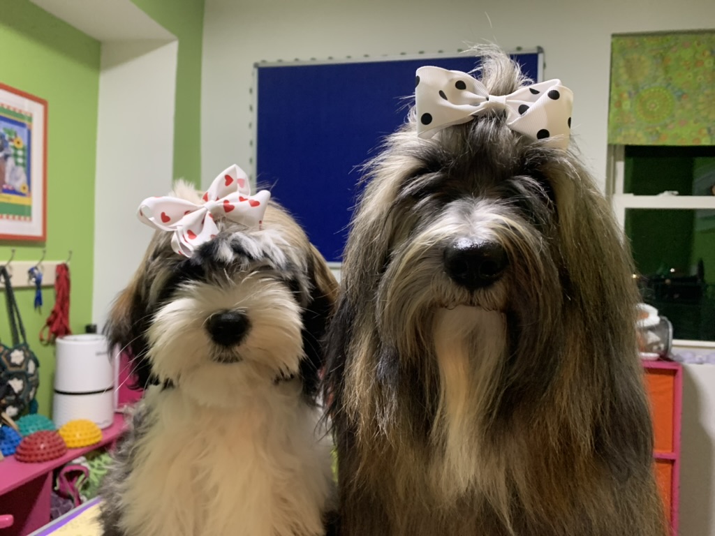 Turtle and Folly wearing matching bows