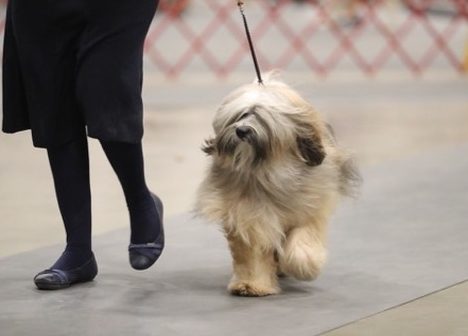 Turtle gaiting around the show ring